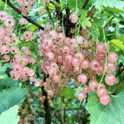 Смородина розовая ГОЛЛАНДСКАЯ РОЗОВАЯ в Дзержинске