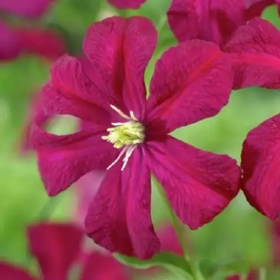 Клематис МАДАМ ДЖУЛИЯ КОРРЕВОН в Дзержинске