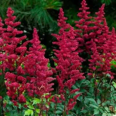 Астильба БУРГУНДИ РЕД Арендса в Дзержинске