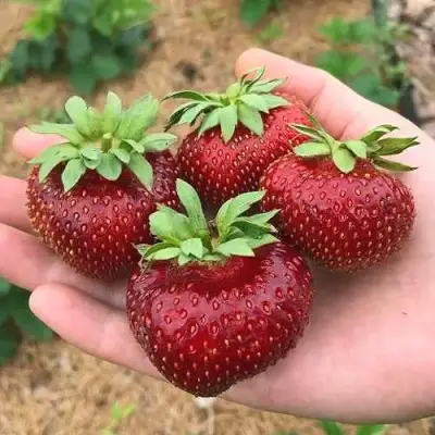 Клубника МАЛЬВИНА в Дзержинске