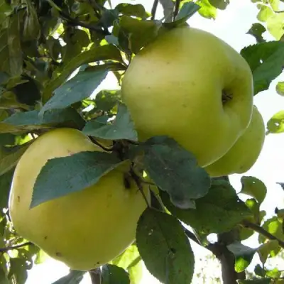 Яблоня АНТОНОВКА ОБЫКНОВЕННАЯ в Дзержинске