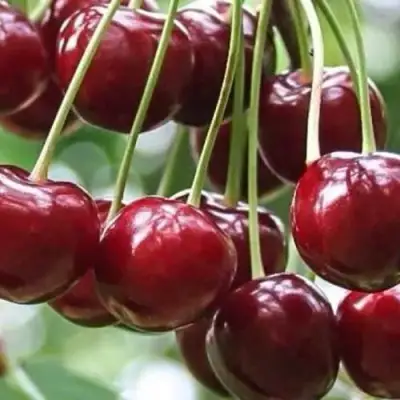 Вишня УЙФЕХЕРТОЙ ФЮРТОШ в Дзержинске