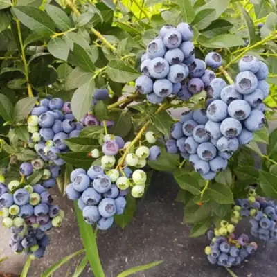 Голубика ОСОРНО в Дзержинске