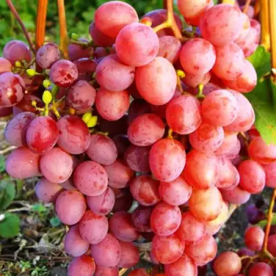 Виноград КИШМИШ КРАСНЫЙ в Дзержинске