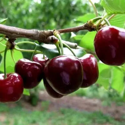 Вишня МОРОЗОВКА в Дзержинске