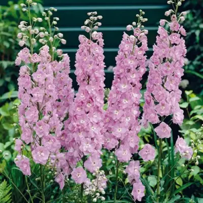 Дельфиниум ПЕТТИКОУТ гибридный в Дзержинске