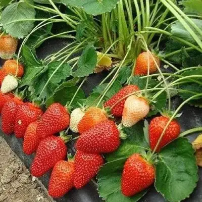 Клубника РОКСАНА в Дзержинске