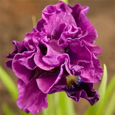 Ирис БАНДЛ ОВ ДЖОЙ сибирский в Дзержинске