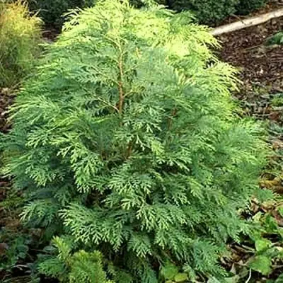 Кипарисовик САНКИСТ лавсона в Дзержинске