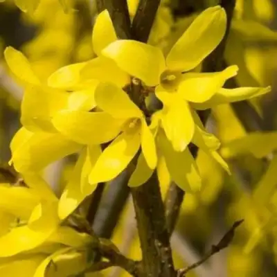 Форзиция ТАРАНДТ промежуточная в Дзержинске