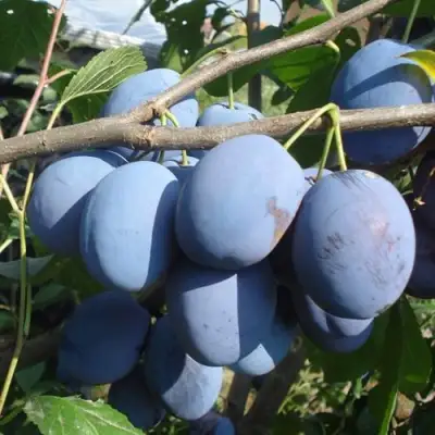 Слива ЧАЧАКСКАЯ РАННЯЯ в Дзержинске