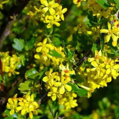 Смородина золотистая ВИШНЕВАЯ в Дзержинске