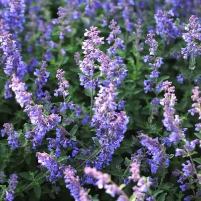 Котовник СИКС ХИЛЛС ГИАНТ в Дзержинске