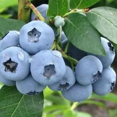 Голубика БЛЮЭТТА в Дзержинске