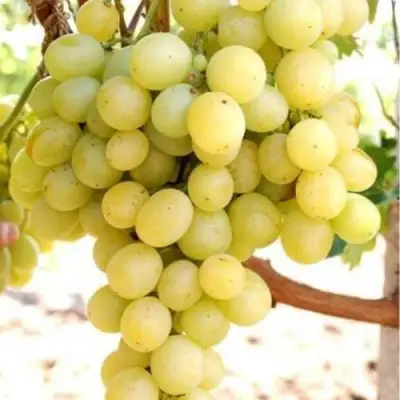 Виноград ТАЛИСМАН в Дзержинске