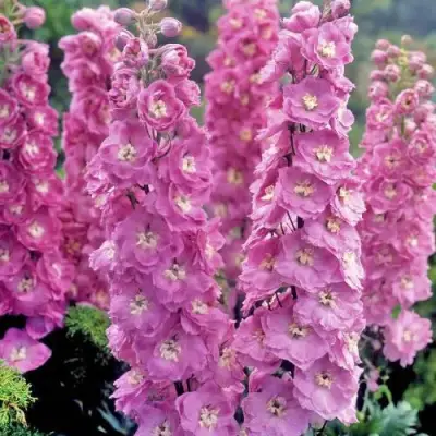 Дельфиниум ДЕЛЬФИС ПИНК ПАУЭ высокий в Дзержинске