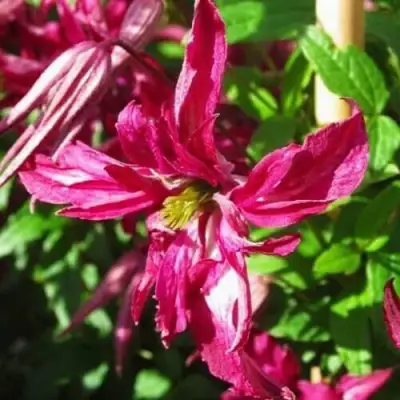 Клематис РОЗАЛИН в Дзержинске