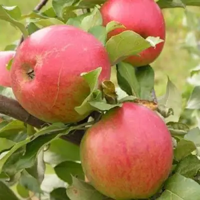 Яблоня АУКСИС в Дзержинске