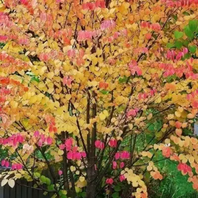 БАГРЯННИК японский в Дзержинске