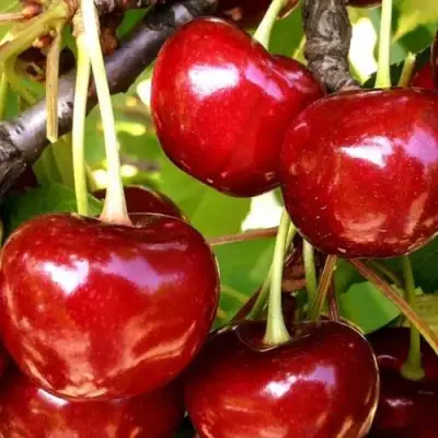 Черешня МИНЧАНКА в Дзержинске