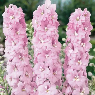 Дельфиниум ПЕТТИКОУТ гибридный в Дзержинске