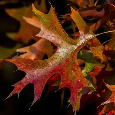 Дуб болотный в Дзержинске