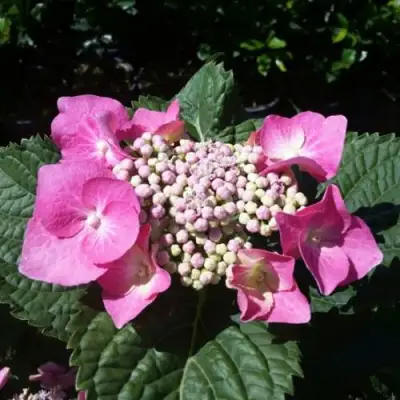 Гортензия БЛАУМАЙС (БЛАУМАЙЗЕ) крупнолистная в Дзержинске