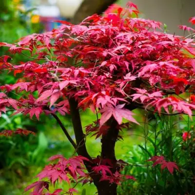 Клен дланевидный АТРОПУРПУРЕУМ в Дзержинске