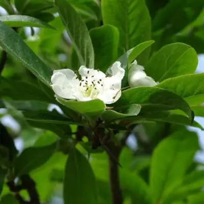 МУШМУЛА  в Дзержинске