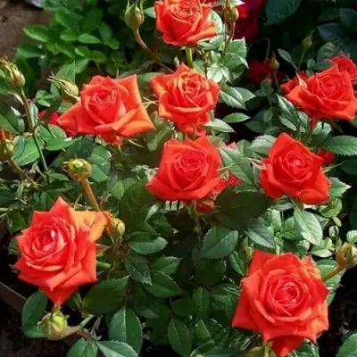 Роза ОРАНЖ ДЖЕВЕЛ миниатюрная в Дзержинске