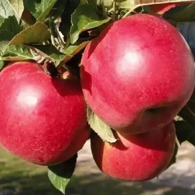 Яблоня РУБИН в Дзержинске