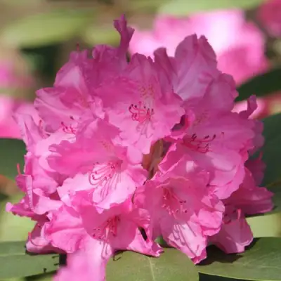 Рододендрон ЛУМИНА в Дзержинске