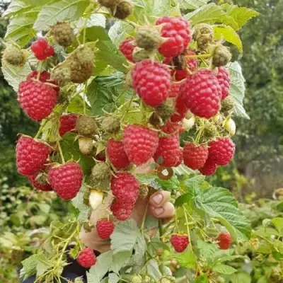 Малина ТАДМОР в Дзержинске