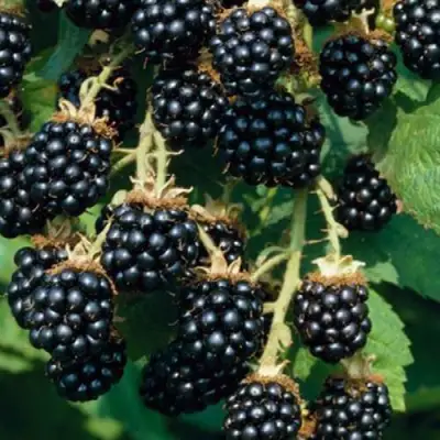 Ежевика БЛЭК САТИН бесшипная  в Дзержинске