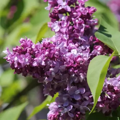 Сирень ИЗОБИЛИЕ в Дзержинске