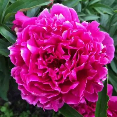 Пион КАРЛ РОЗЕНФЕЛЬД травянистый в Дзержинске