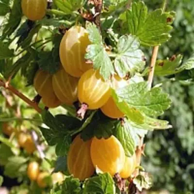 Крыжовник КУРШУ ДЗИНТАРС  в Дзержинске