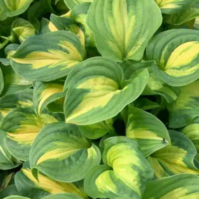 Хоста ЭМЕРАЛЬД ЧАРДЖЕР гибридная в Дзержинске