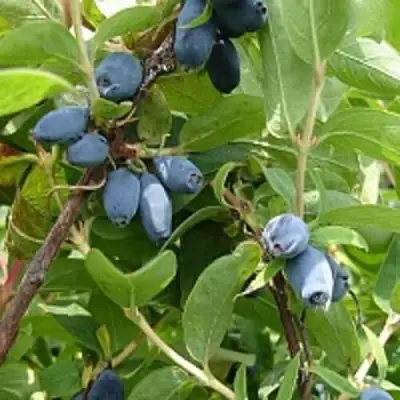 Жимолость съедобная НАРЫМСКАЯ в Дзержинске