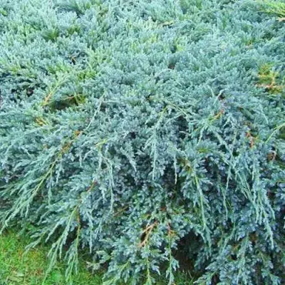 Можжевельник БЛЮ КАРПЕТ чешуйчатый в Дзержинске