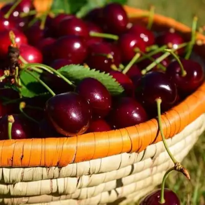 Вишня НЕСВИЖСКАЯ в Дзержинске