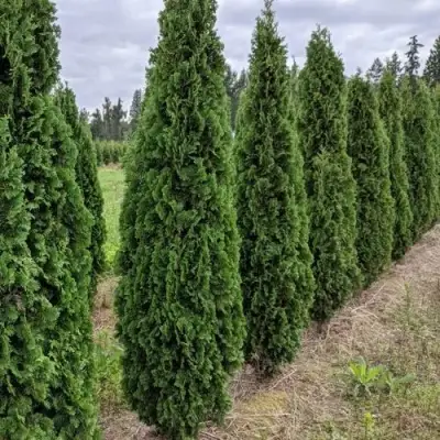 Туя ДЕГРУТ СПАЙР западная в Дзержинске