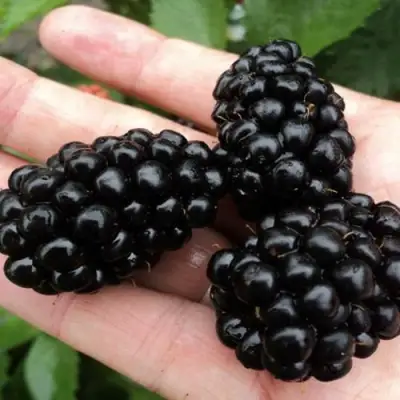 Ежевика ПОЛАР бесшипная  в Дзержинске