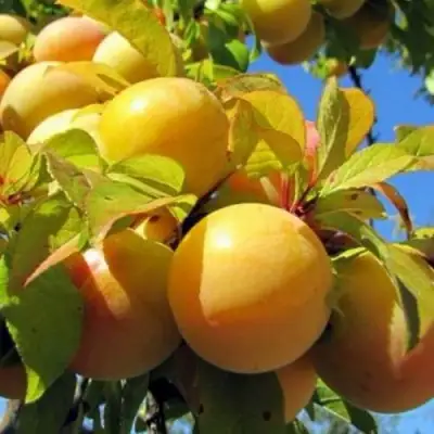 Слива МЕДОВАЯ ЖЁЛТАЯ в Дзержинске