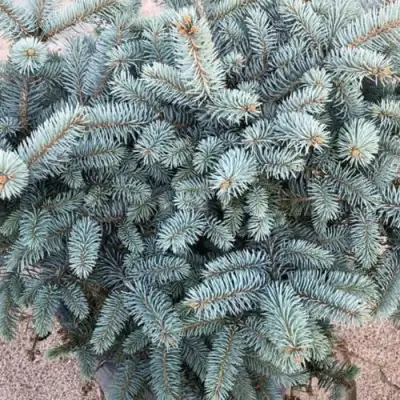 Ель ГЛАУКА колючая в Дзержинске