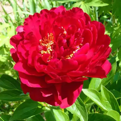 Пион ХРАБРЫЙ ВОИН травянистый в Дзержинске