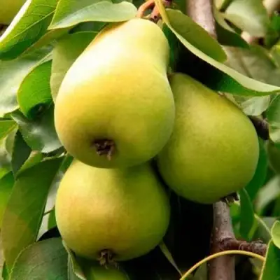 Груша НЕЖНОСТЬ колонновидная	 в Дзержинске