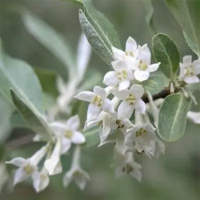 ЛОХ СЕРЕБРИСТЫЙ в Дзержинске