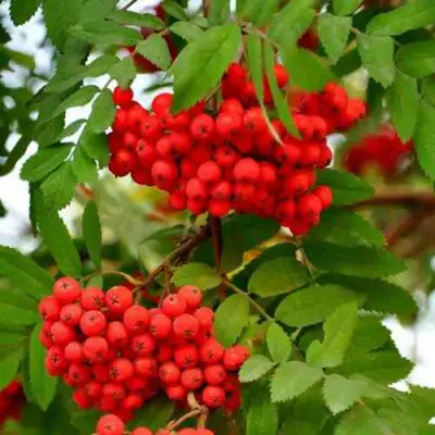 Рябина ОБЫКНОВЕННАЯ в Дзержинске