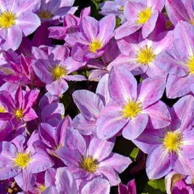 Клематис ЧЕЙНДЖ ОФ ХАРТ в Дзержинске